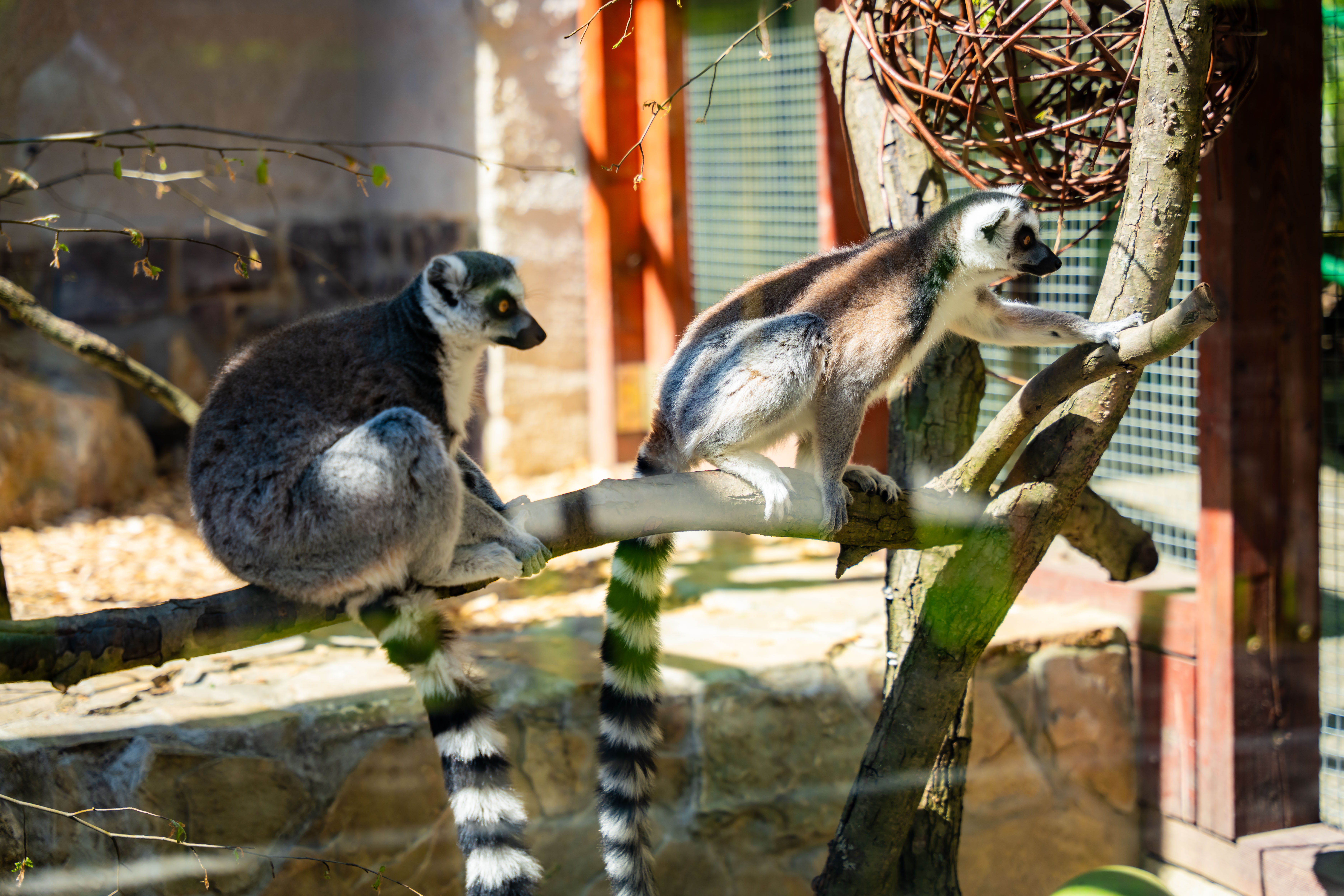 Den Zeme v Kosickej ZOO-1-5